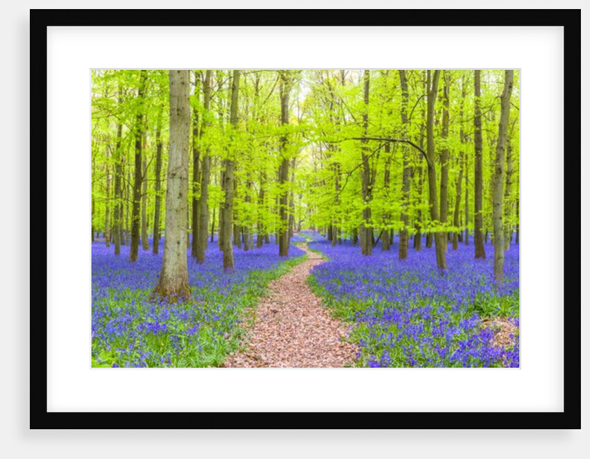 Bluebells by Assaf Frank